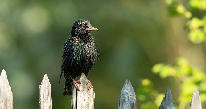 Ein Star als Zaungast (Foto: Leo/fokus-natur.de)