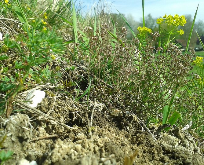 Zwerg-Steppenkresse bei Ellrich (Foto: Bodo Schwarzberg)