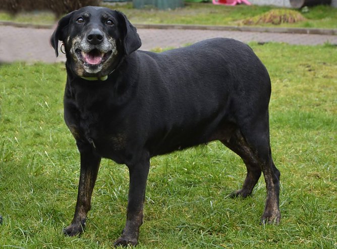 Lena, die H&uuml;bsche (Foto: Tierheim Nordhausen)