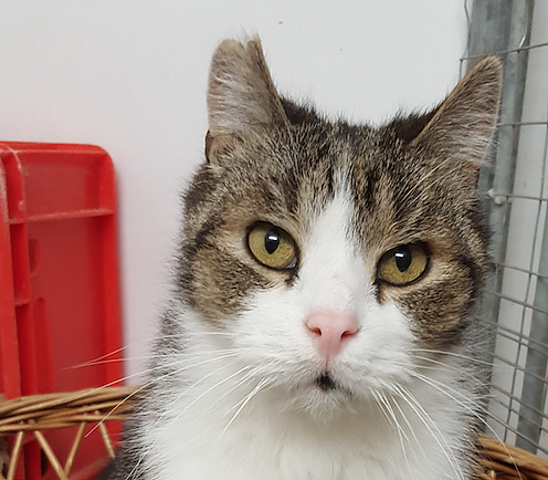 Tier der Woche: Moritz (Foto: Tierheim Nordhausen) Tier der Woche: Moritz (Foto: Tierheim Nordhausen)