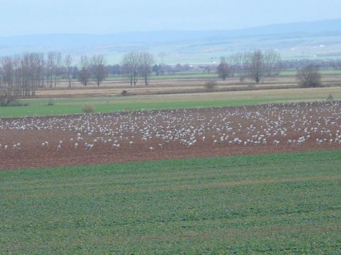 kraniche (Foto: lra)