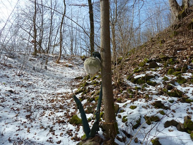Wanderung auf dem Sagenpfad (Foto: Naturpark Kyffh&auml;user/S&uuml;dharz)