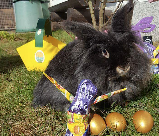 Tier der Woche: Puschel (Foto: Tierheim Nordhausen) Tier der Woche: Puschel (Foto: Tierheim Nordhausen)