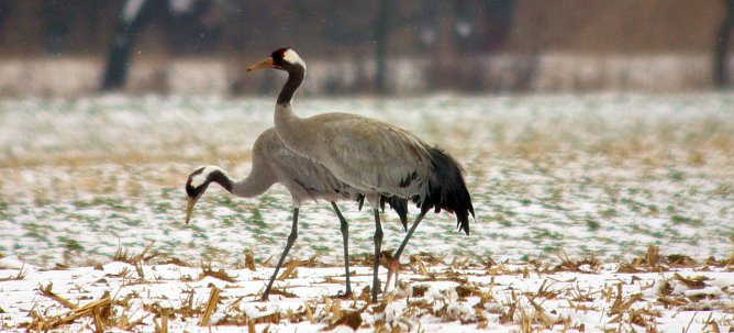 V&ouml;gel im Schnee (Foto: A. Schonert)