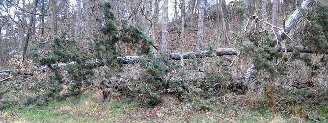 Vom Sturm aus der Wurzel gerissen, liegen m&auml;chtige Kiefernb&auml;ume im Wald am Kuhberg kreuz und quer. (Foto: Kurt Frank)