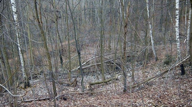 Nach der gro&szlig;en und sehr erfolgreichen Aufr&auml;umungsaktion im Gehege, die nnz gemeinsam mit dem damaligen Oberb&uuml;rgermeister Klaus Zeh im April 2014 startete, erfolgten keine nennenswerten Eins&auml;tze mehr. Man sieht es. (Foto: Kurt Frank)