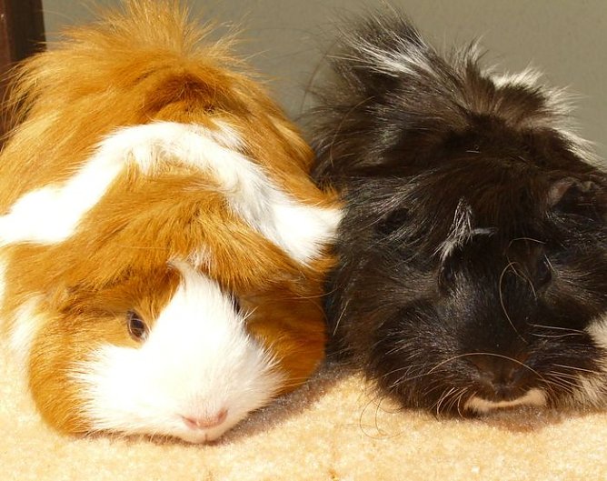 Zwei Schweine (Foto: nnz) Zwei Schweine (Foto: nnz)