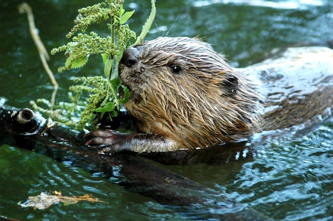 Jungbiber knabbert an Brennessel (Foto: Siegfried Klaus) Jungbiber knabbert an Brennessel (Foto: Siegfried Klaus)