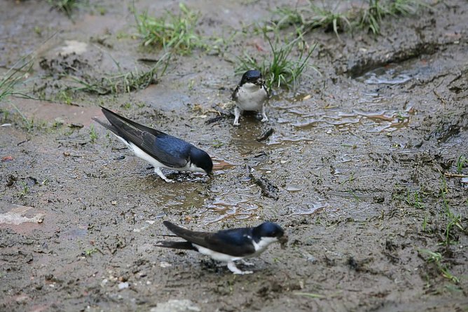 Mehlschwalben in Schlammpf&uuml;tze (Foto: E. Biedermann)