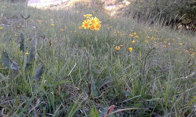 Steppen-Greiskraut (Tephroseris integrifolia) (Foto: B. Schwarzberg)