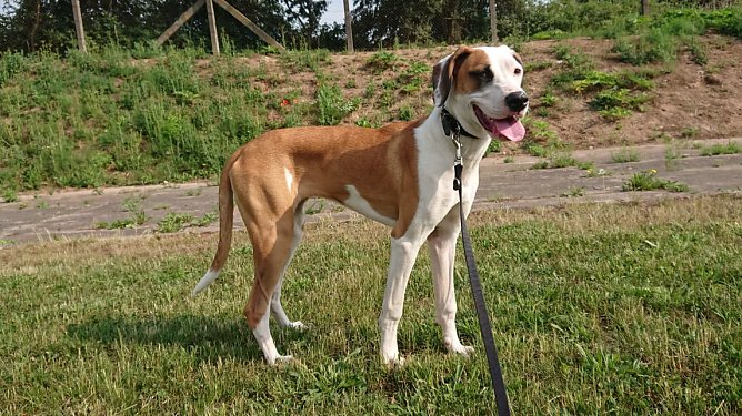 Tier der Woche: Bella (Foto: Tierheim Nordhausen) Tier der Woche: Bella (Foto: Tierheim Nordhausen)