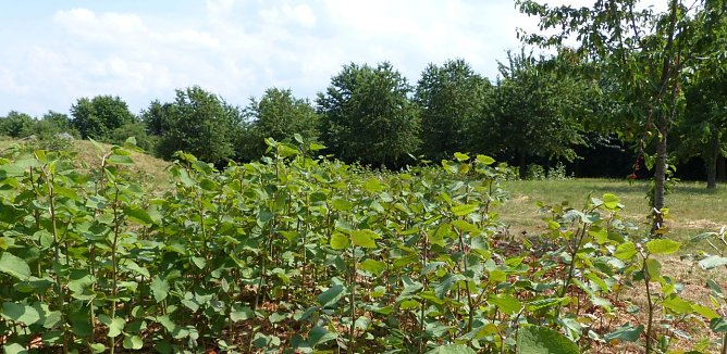 Kirschen bleiben in diesem Jahr h&auml;ngen (Foto: nnz)