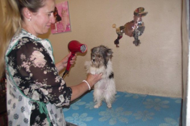 Geduldig l&auml;sst sich der Yorkshire Terrier pflegen. Die Tierfriseuse z&uuml;chtet selbst Hunde. (Foto: Kurt Frank)