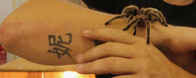 Spinnen- und Insektenschau in Sundhausen (Foto: Angelo Glashagel)