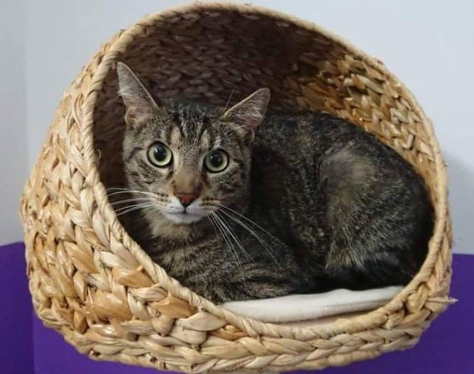 Tier der Woche: Paul (Foto: Tierheim Nordhausen) Tier der Woche: Paul (Foto: Tierheim Nordhausen)