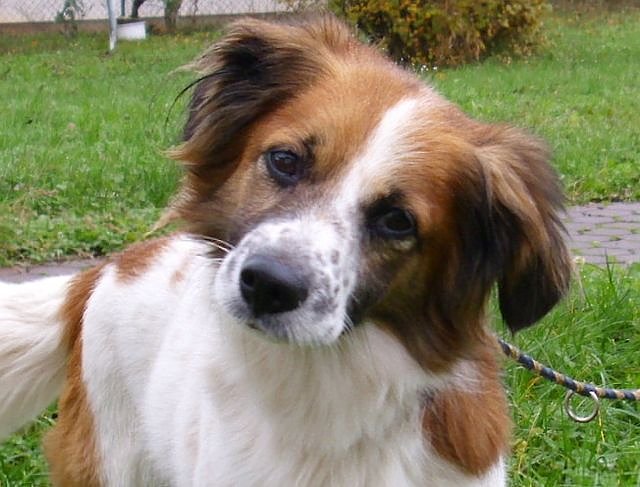 Kaspar (Foto: Tierheim Nordhausen)