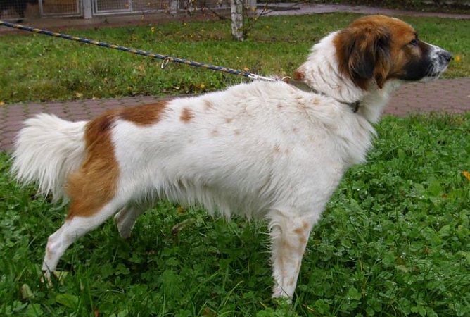 Kaspar (Foto: Tierheim Nordhausen)