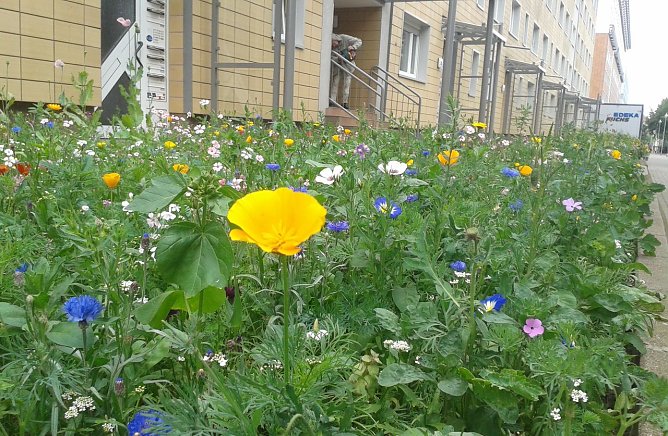 Gutes Beispiel in der T&ouml;pferstra&szlig;e in Nordhausen (Foto: B. Schwarzberg)