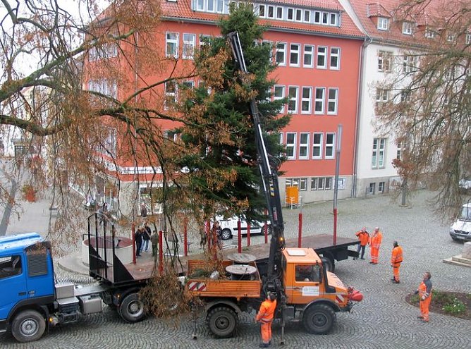 Weihnachtsbaum (Foto: pln) Weihnachtsbaum (Foto: pln)