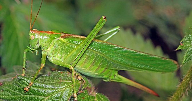 Heupferd (Foto: NABU/Helge May)