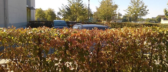 Sommer 2018 (Foto: Kurt Frank)