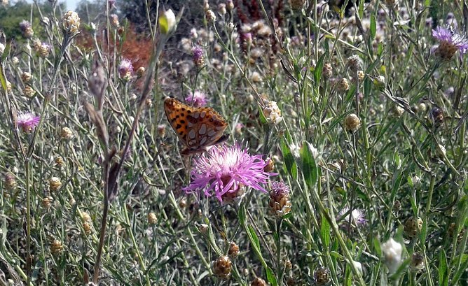 Kleiner Perlmuttfalter (Foto: B. Schwarzberg)