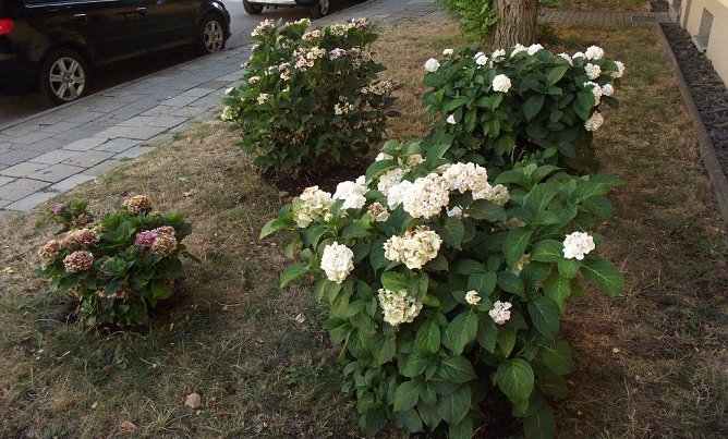 &Uuml;berlebenskampf der Hortensien (Foto: Kurt Frank)