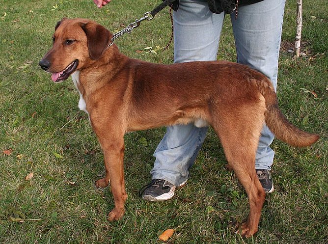 Suche neue Zuhause (Foto: rh)