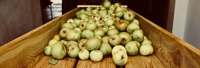 Besuch in der Hofmosterei Harzungen (Foto: Angelo Glashagel)