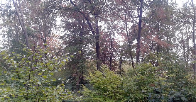 Sind umliegende W&auml;lder gesch&auml;digt? (Foto: B. Schwarzberg)