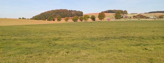 Auf dieser Wiese bei Steinsee findet sich der Giftweizen. (Foto: privat)