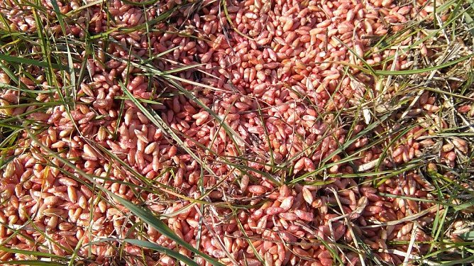 Absichtlich ausgebracht oder nur ein Versehen? (Foto: privat)