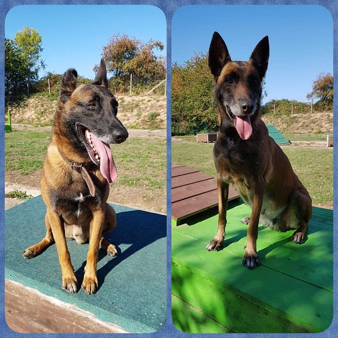 Tiere der Woche: Lee und Bobby (Foto: Tierheim Nordhausen)