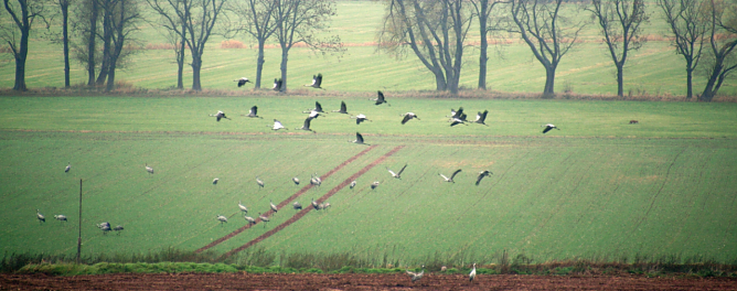 Kraniche im Feld (Foto: Martin Taeger) Kraniche im Feld (Foto: Martin Taeger)