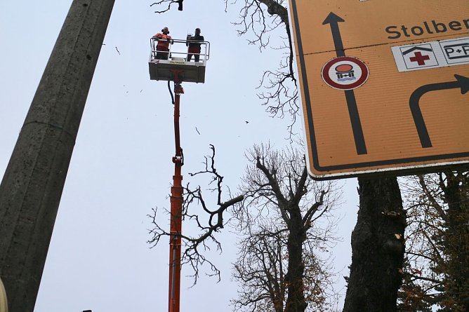 In der Parkallee m&uuml;ssen 13 Kastanien gef&auml;llt werden (Foto: Angelo Glashagel)