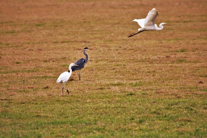 Auf dem Bild werden die Unterschiede zwischen einem Graureiher, einem heimischen Brutvogel, und einem Silberreiher deutlich (Foto: Manfred Hagemann)