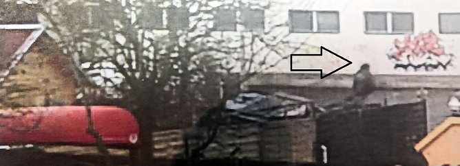 T&auml;ter (Pfeil) verl&auml;sst das Grundst&uuml;ck (Foto: Polizei)