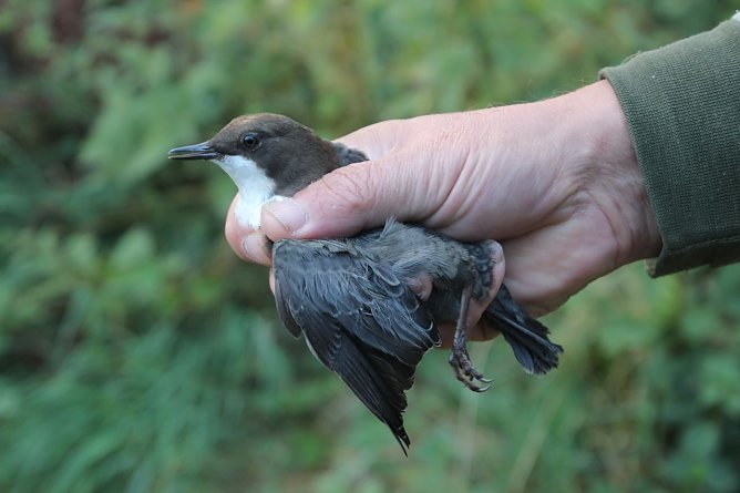 Wasseramsel (Foto: P. H&ouml;hns)