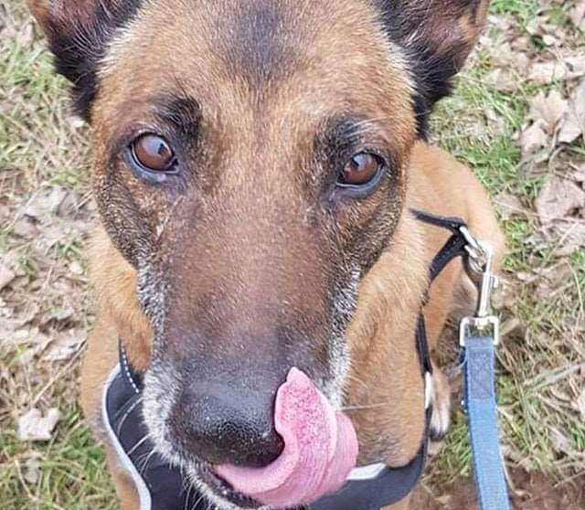 Tier der Woche: Lee (Foto: Tierheim Nordhausen) Tier der Woche: Lee (Foto: Tierheim Nordhausen)