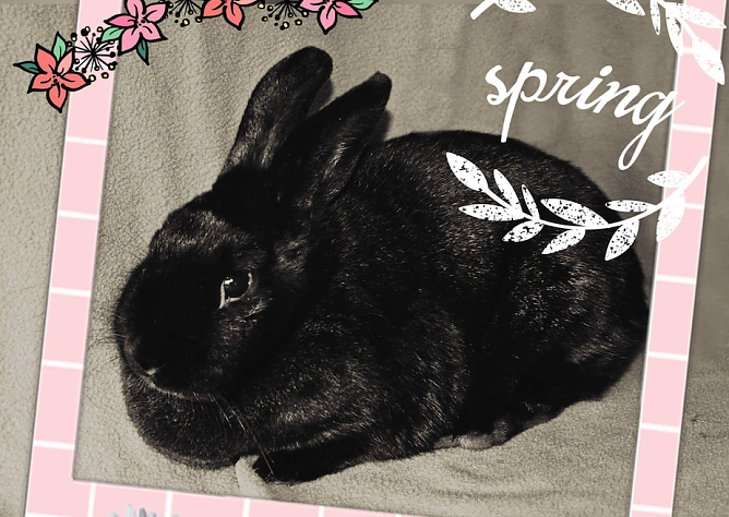 Tier der Woche: Murmel (Foto: Tierheim Nordhausen) Tier der Woche: Murmel (Foto: Tierheim Nordhausen)