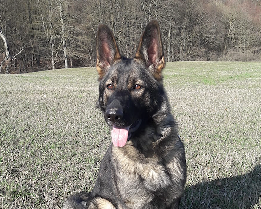 Wo ist Brisca? (Foto: Günther Pätz) Wo ist Brisca? (Foto: Günther Pätz)