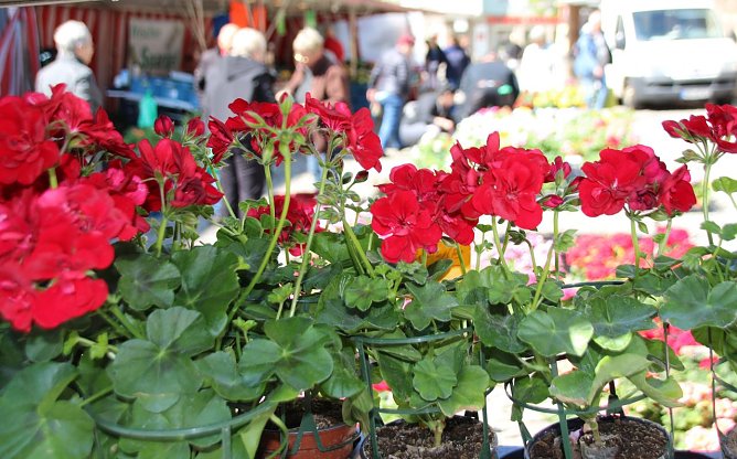 Der Blumen- und und Pflanzenmarkt am Samstag den 11.5 von 8.00 -17.00 Uhr auf dem Nordh&auml;user Rathausplatz statt (Foto: Pressestelle Stadt Nordhausen)