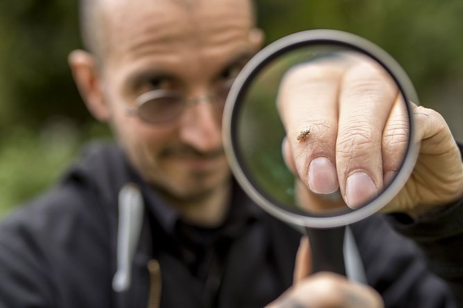 Insekten z&auml;hlen (Foto: Tomas Rodrigez)