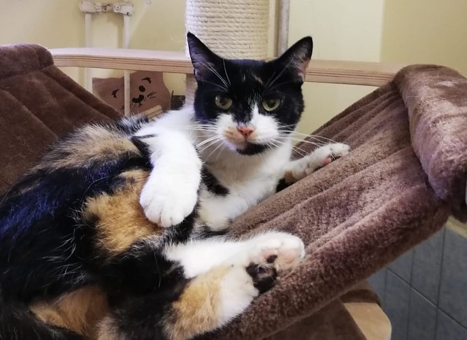 Tier der Woche: Trulla (Foto: Tierheim Nordhausen)