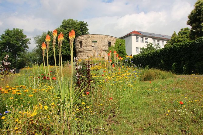 Refugium f&uuml;r Insekten - Stadt l&auml;sst Gr&uuml;nfl&auml;chen nicht mehr fl&auml;chendeckend m&auml;hen (Foto: Pressestelle Stadt Nordhausen)