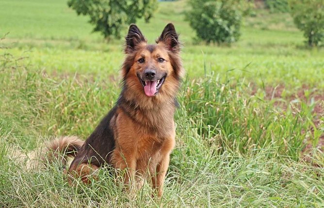 Tier der Woche: Rex (Foto: Tierheim Nordhausen)