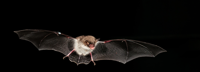 Wasserfledermaus im Anflug (Foto: Naturpark S&uuml;dharz)
