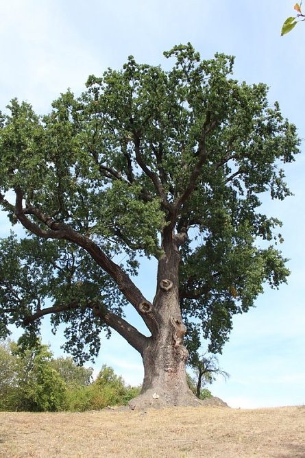Flehm&uuml;llers Eiche (Foto: Nena Weiler/LPV)