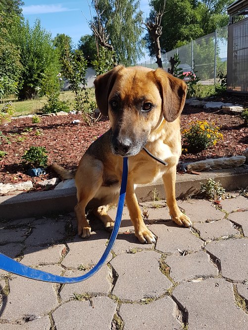 r&uuml;de blue (Foto: Tierheim Nordhausen)