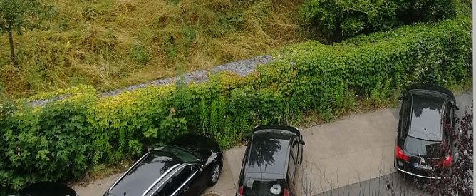 So sah es Mitte Juni aus. (Foto: privat)